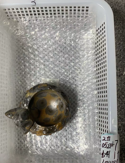 KIKICRYSTAL Unique Crystal Claim Sale for 0527