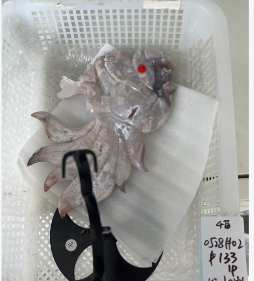 KIKICRYSTAL KIKI Claim Sale For 0528